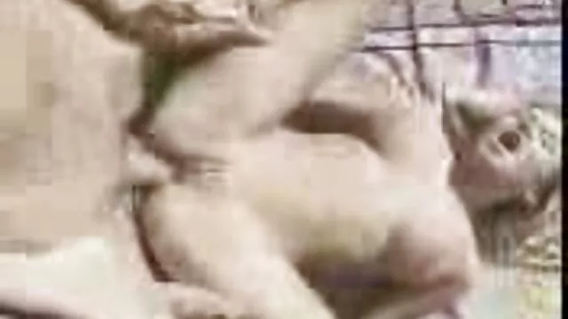 Buja és huncut szőrös puncik barna csaj kap neki nedves, friss puncit dörömbölve